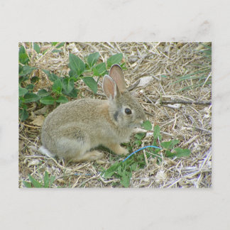 Carte Postale Lapin bébé et feuille