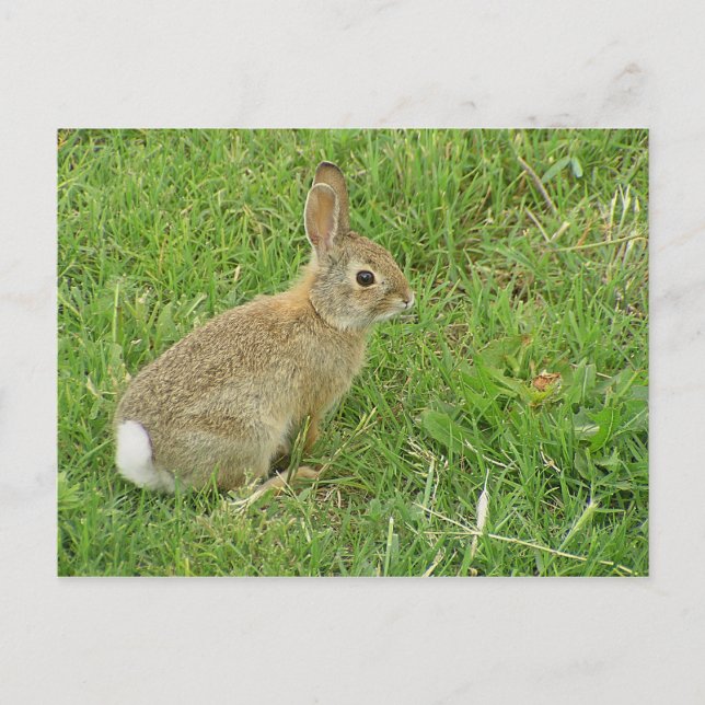 Carte Postale Lapin Bébé Sur La Pelouse (Devant)