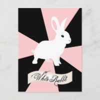 Lapin blanc, rose et blanc