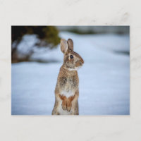 Lapin dans la neige