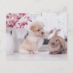 Carte Postale Lapin de chiot et d'oreille de Lop
