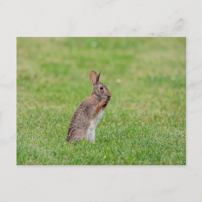 Carte Postale Lapin debout dans l'herbe et l'air timide (Devant)