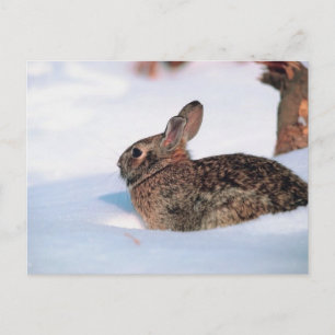 Carte Postale Lapin d'hiver
