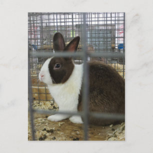 Carte Postale Lapin en cage