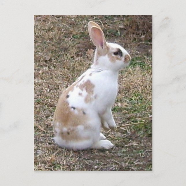 Carte Postale Lapin Entouré (Devant)