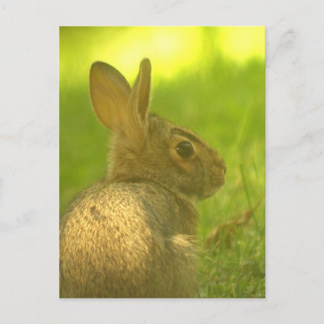 Carte postale Lapin Lapin (Devant)