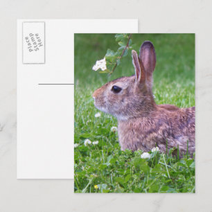 Carte Postale Lapin lapin dans la photographie d'animaux d'herbe
