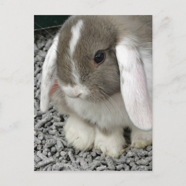 carte postale lapin lop mignon (Devant)