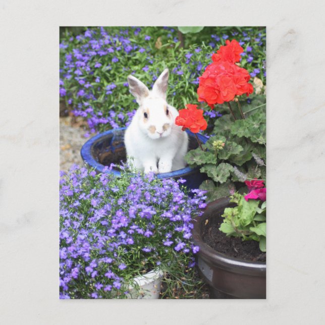 Carte Postale Lapin mis en pot (Devant)
