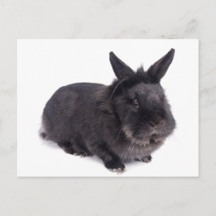 Carte Postale lapin noir