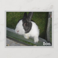 Lapin noir et blanc