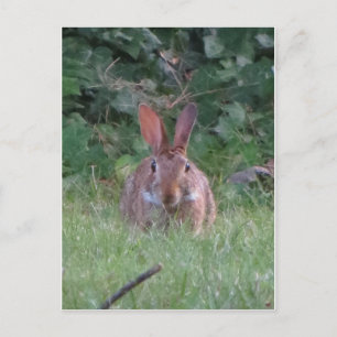 Carte Postale Lapin Park