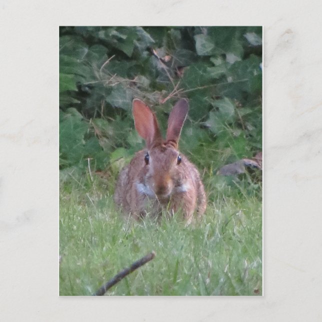 Carte Postale Lapin Park (Devant)
