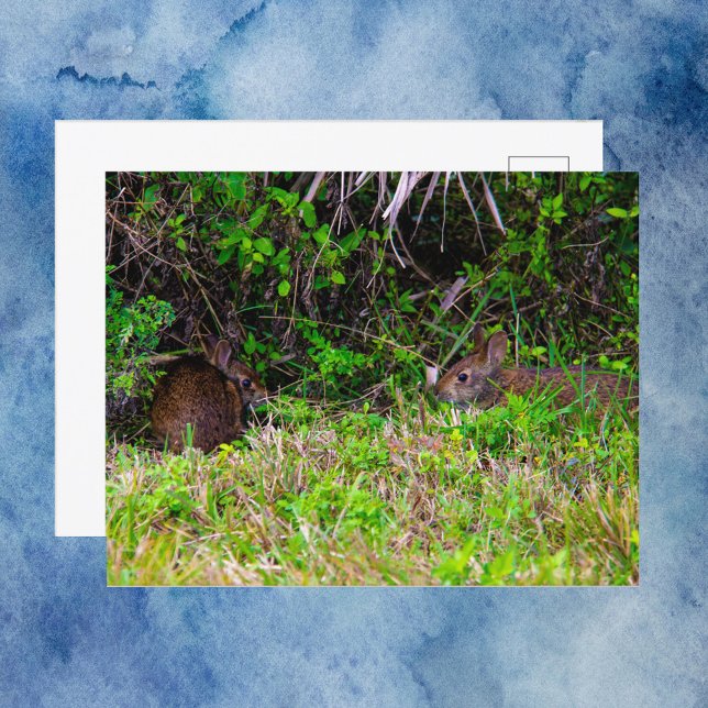 Carte Postale Lapins Brown à Viera Wetlands Floride (A postcard with a photograph of two brown rabbits enjoying some grass.)