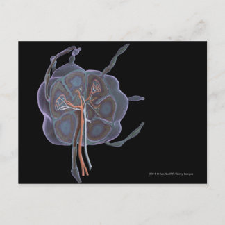 Carte Postale L'apparence d'un ganglion lymphatique