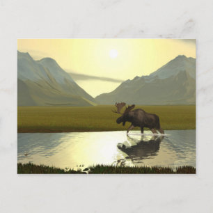 Carte Postale L'après-midi Moose
