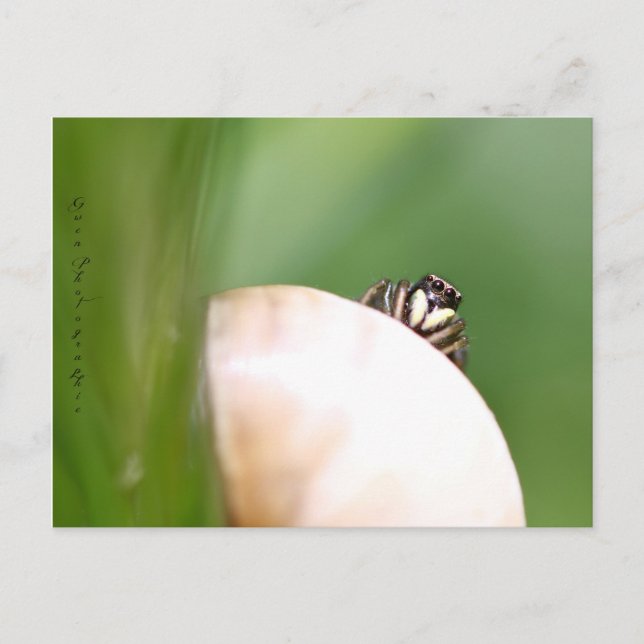 Carte Postale L'araignée saltique "la sauteuse" (Devant)