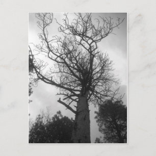 Carte Postale L'arbre