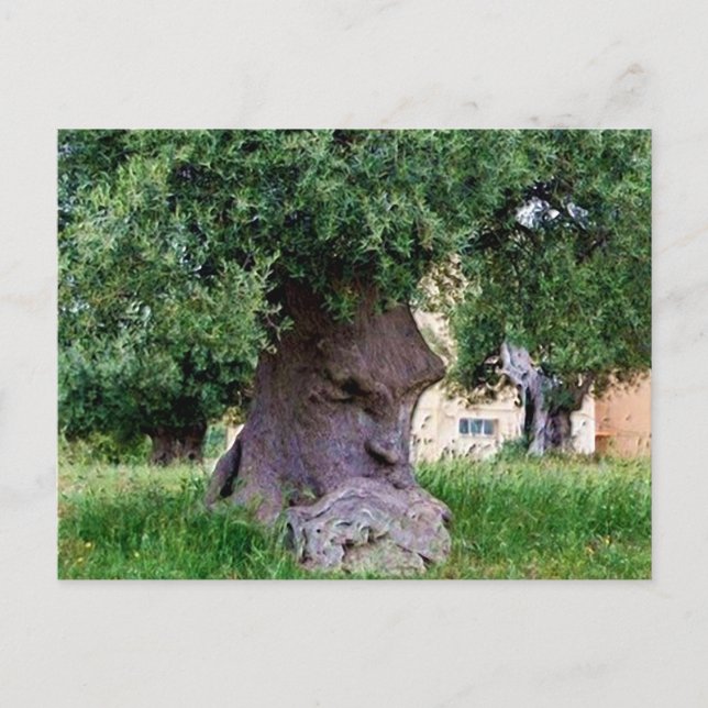 Carte Postale L'Arbre Pensant à Pugia (Devant)