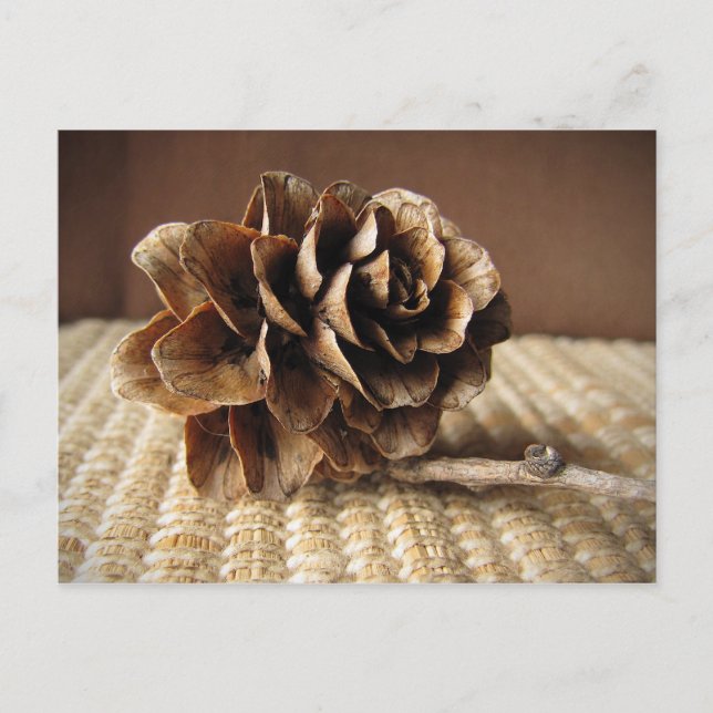 Carte Postale Larch Cone (Devant)