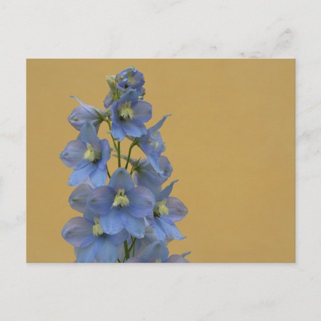 Carte Postale Larkspur bleu clair (Devant)