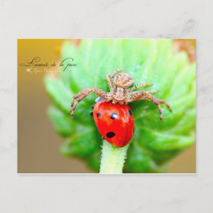 Carte Postale L'arrivée de la proie