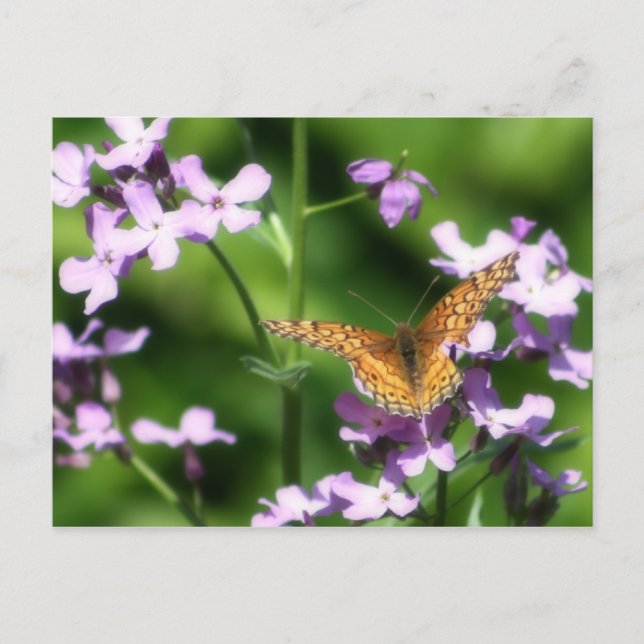 Carte Postale L'art photographique à papillon varié (Devant)