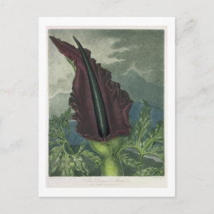 Carte Postale L'Arum du Dragon, gravé par Ward, de "The Templ