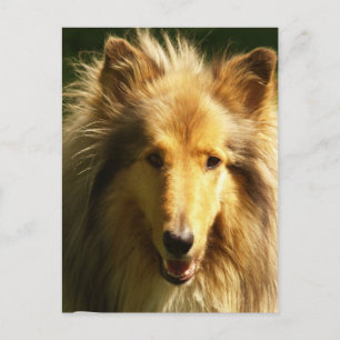 Carte postale Lassie Collie