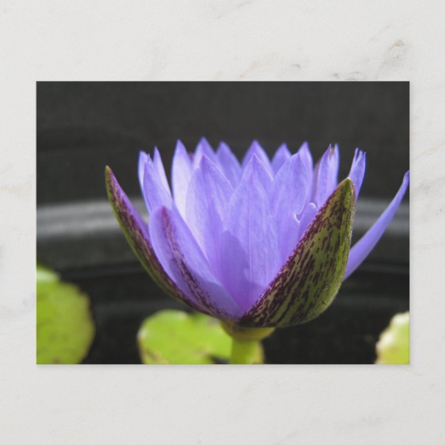 Carte Postale Laura Frase (Devant)