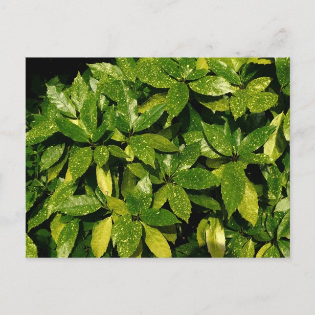Carte Postale Laurel, Aucuba Japonica (Devant)