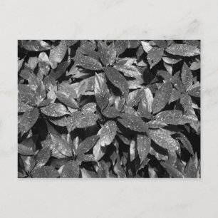Carte Postale Laurel tacheté, Aucuba Japonica - (B&W)