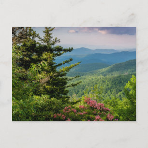 Carte Postale Laurier de montagne au lever du soleil