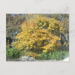Carte Postale L'automne dans le Midwest