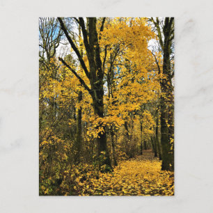 Carte Postale L'automne dans les bois