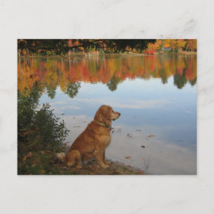 Carte Postale L'automne du Golden Retriever au lac