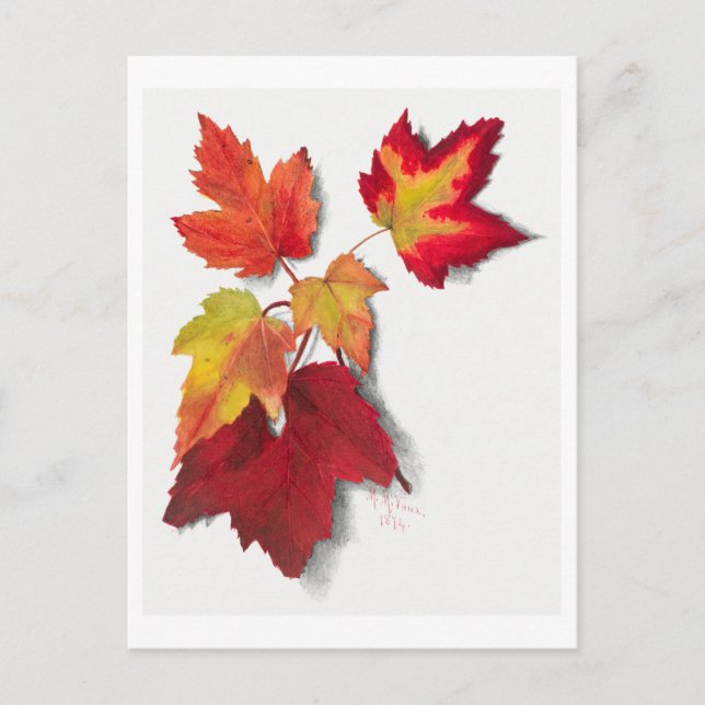 Carte Postale L'automne laisse l'illustration botanique (Devant)