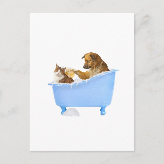 Carte Postale Lavage de chats (Devant)