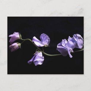 Carte Postale lavande