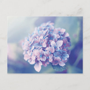 Carte Postale Lavande Hydrangea