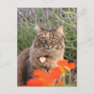 Carte Postale Lavendar, Nasturtium et un chat Tortoiseshell