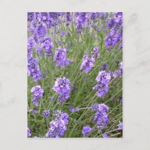 Carte postale Lavender