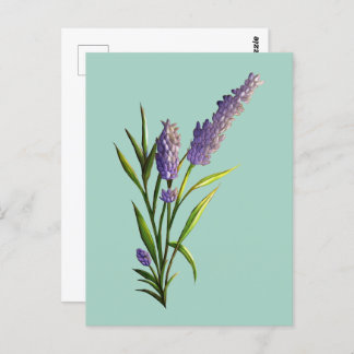 Carte postale Lavender