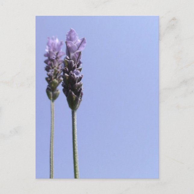 Carte postale Lavender (Devant)