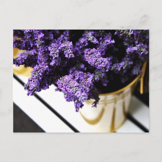 Carte postale 'Lavender' (Devant)