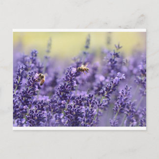 Carte Postale Lavender and Bees