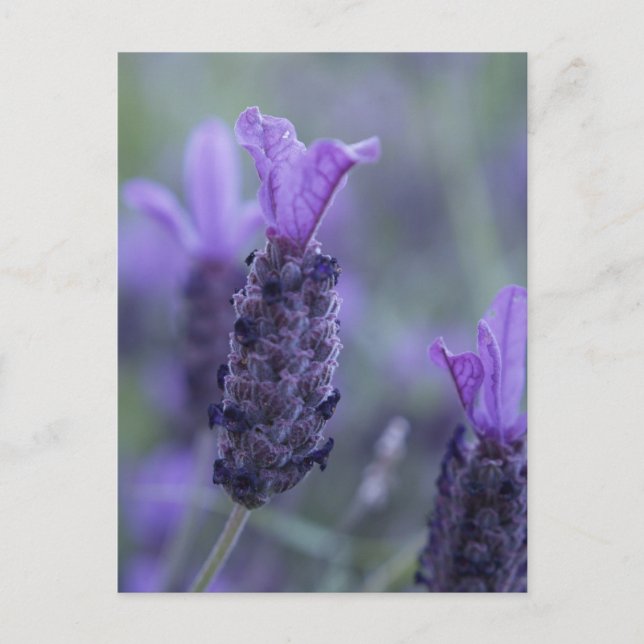 Carte postale Lavender Flower (Devant)