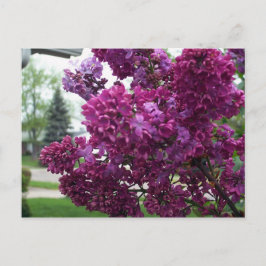 Carte postale Lavender Lilacs