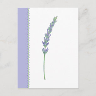 Carte postale Lavender Sprig
