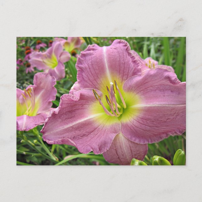 Carte Postale Lavender Vista Daylily (Devant)